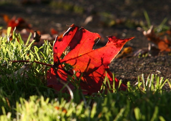 herbstfarben 3 - (c) a boecking.jpg